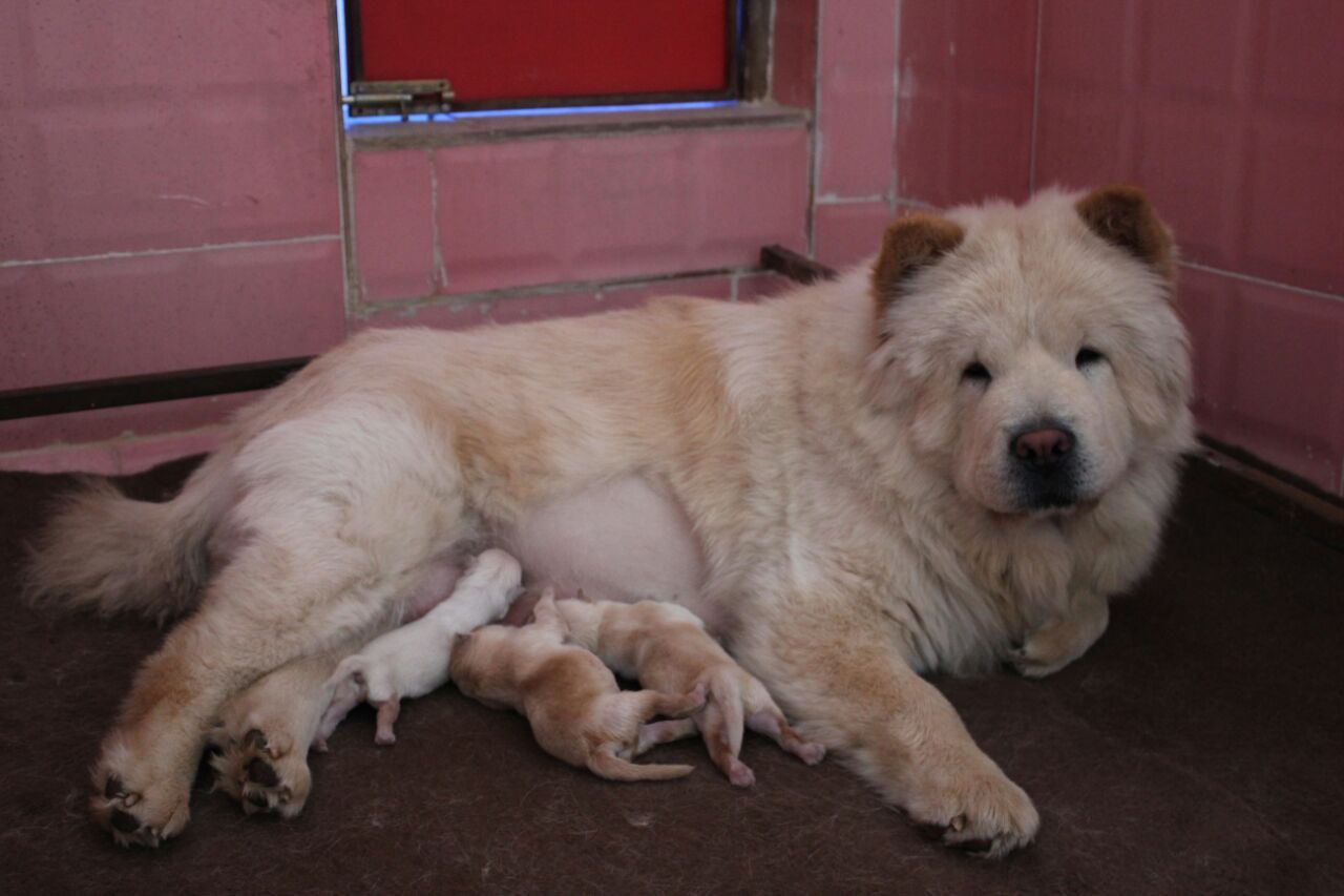 مولد نژاد چاو چاو برفی